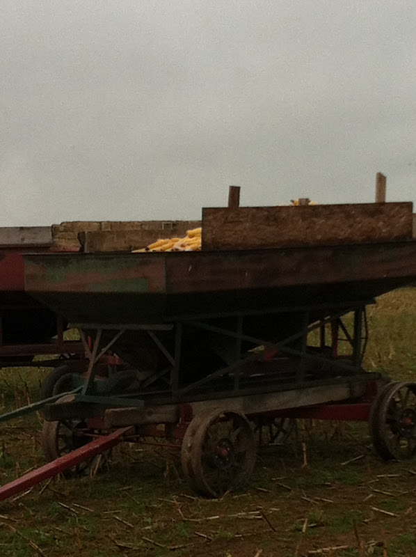 aaa buggy rides at kitchen kettle village