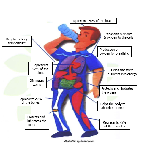 water body drinking benefits health human much drink important why does should alert facts functions movement stay helps likes importance