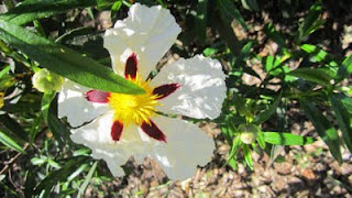 Ángela Trancón Galisteo