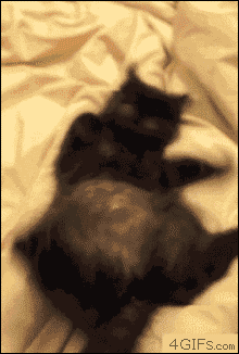 010-funny-animal-gifs-cat-knows-kung-fu.gif