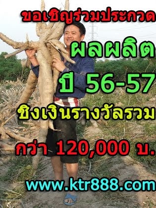 รวมประกวดผลผลิตมันสำปะหลัง 10-40 ตัน ต่อไร่