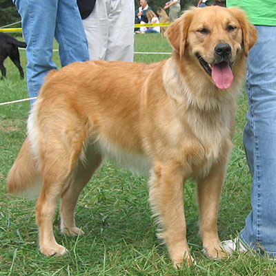 Get average size of golden retrievers