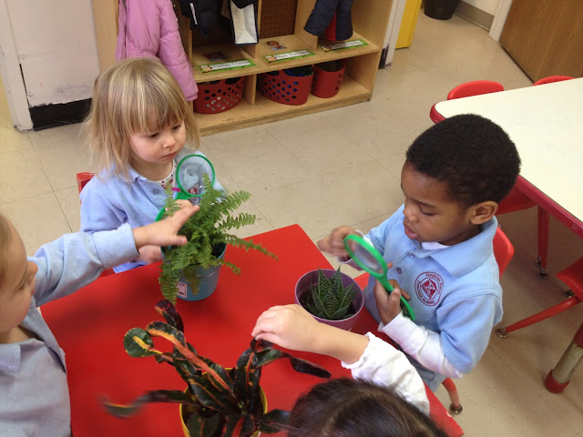 HH Preschool Class Reflections: Science: Exploring Plants