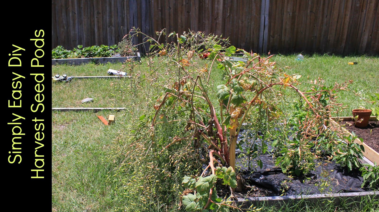 Simply Easy DIY Harvesting the radish seeds