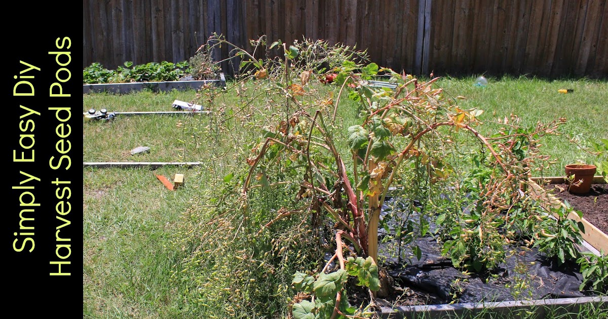 Simply Easy DIY Harvesting the radish seeds