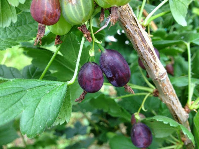 [Bild: russischeRiesenbeere_20130714.jpg]