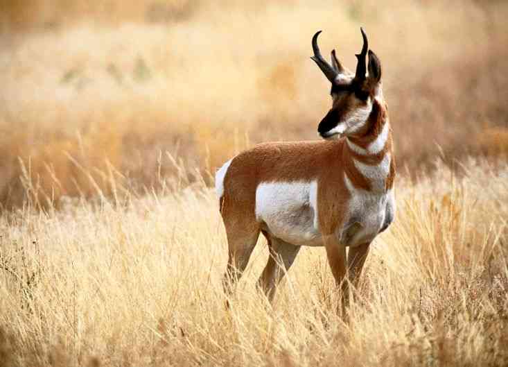 Pronghorn Pronghorn, Hewan Yang Cepat