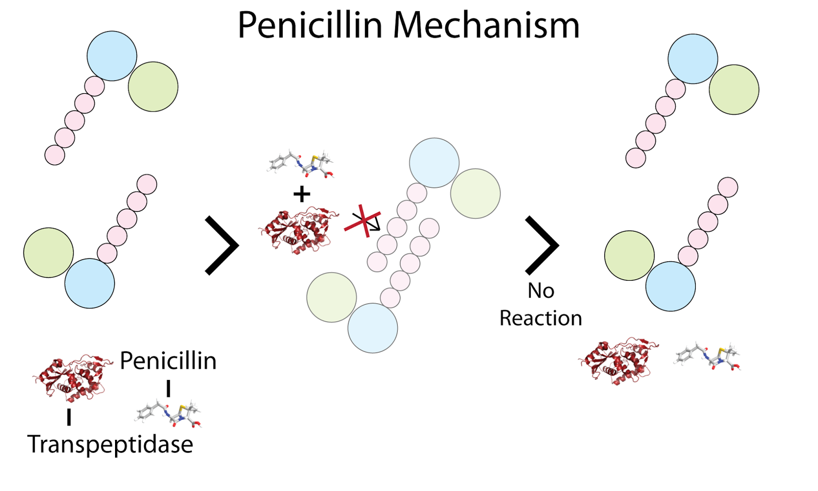 Antibacterial Resistance Episode 2 Structural Biology for the Masses