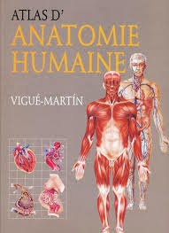 ANATOMIE