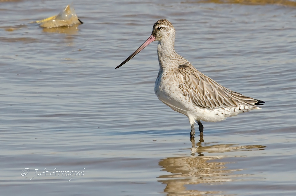 Aguja colipinta, Limosa lapponica, Bar-tailed Godwit Aguja colipinta, Limosa lapponica, Bar-tailed Godwit