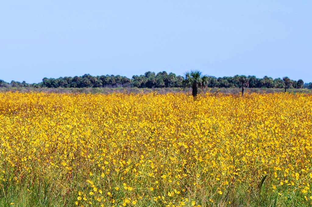 Space Coast Wildflowers Tosohatchee WMA Southeastern Sunflowers