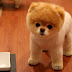 Wallpaper Cute Pomeranian Dog