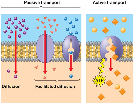 Active Transport Example