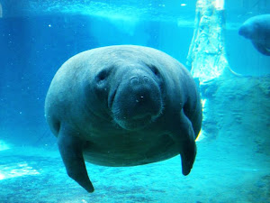 Florida manatee