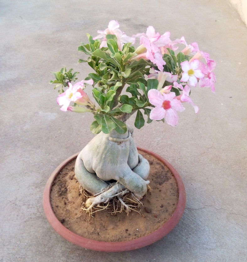 to Indian Bonsai Groups Bonsai Adenium Plant