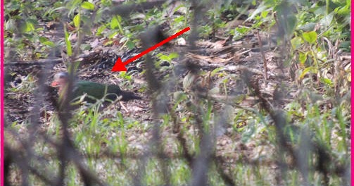 Komuniti Gempakz Burung Punai Tanah Di Halaman Rumah Kampung