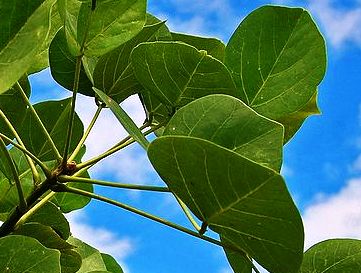 17 Khasiat Daun Dadap Untuk Kesehatan Dan Kecantikan - Khasiat