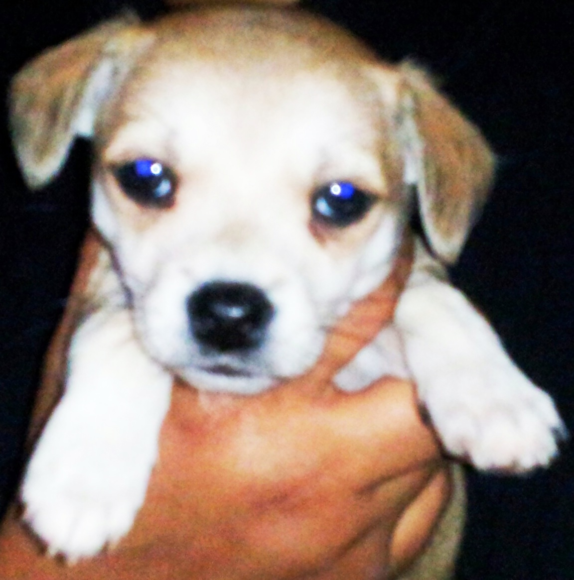 chihuahua puppies for sale ta registered chihuahua puppies for sale 5 puppies available chihuahua puppies for sale ta registered chihuahua puppies for sale 5 puppies available