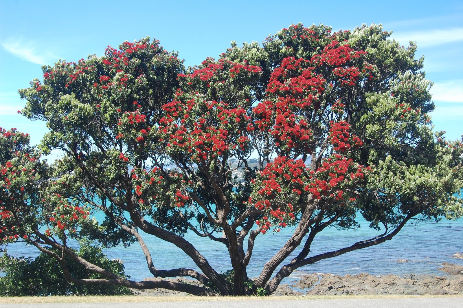 Happy New Zealand Beautiful Trees