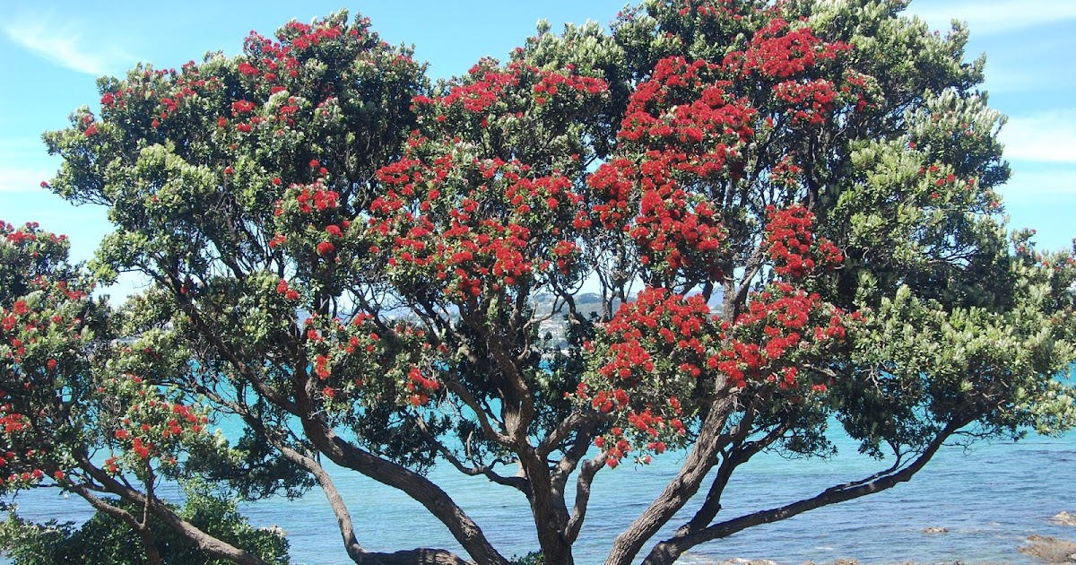 Happy New Zealand Beautiful Trees