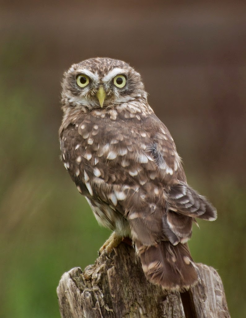 Matt's Photos Little Owl