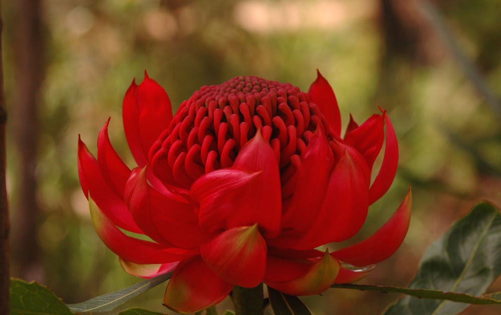 The Nature of Robertson A perfect Waratah