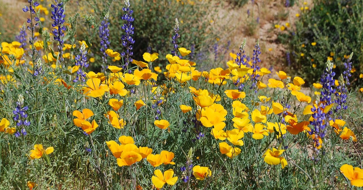 Arizona Wildflowers 2013 Wildflowers in Az,
