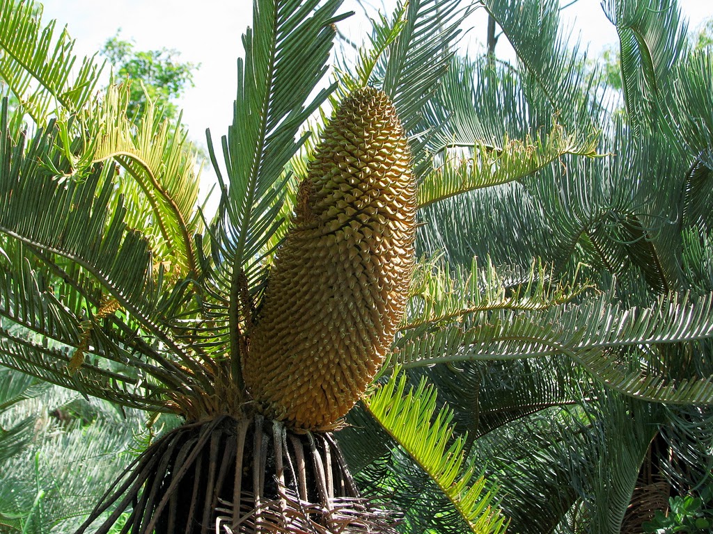 Klasifikasi Makhluk Hidup NM Blog's