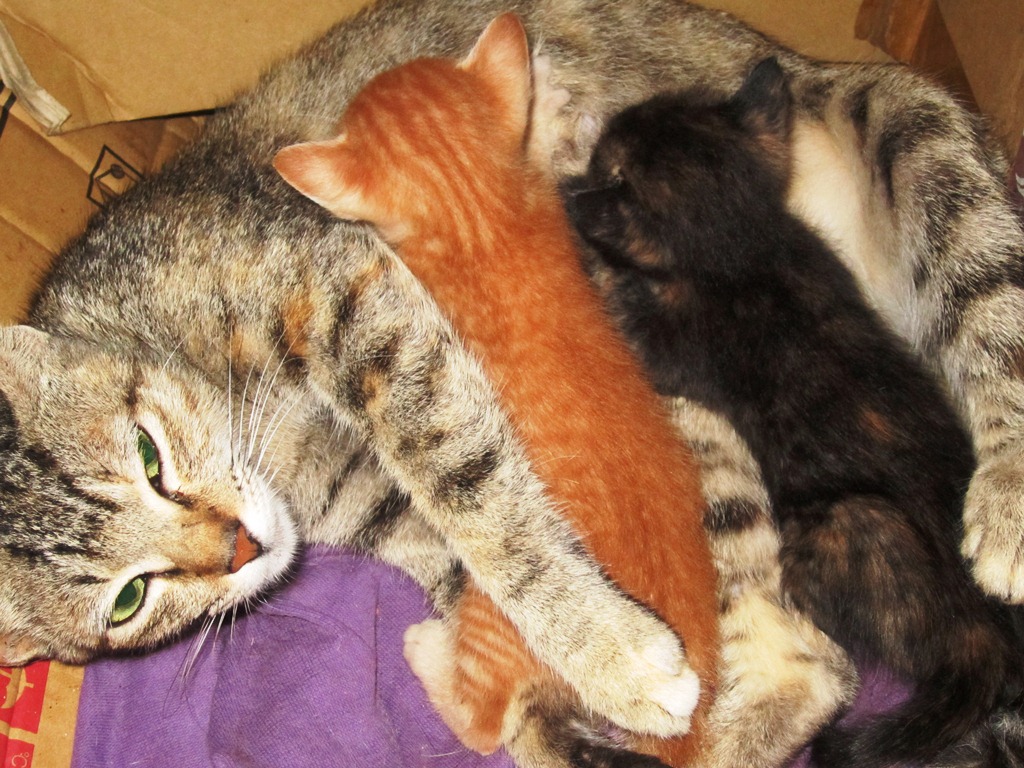 Mystic Nymph Mystique Shutterbug Old and New Cats