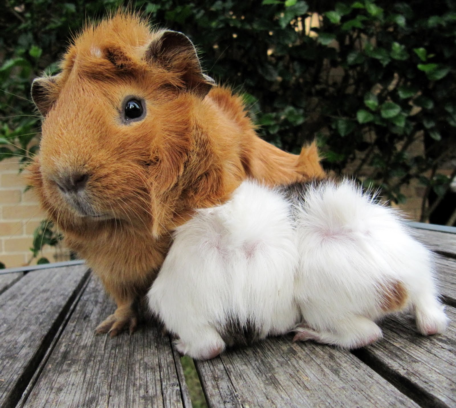 All Things Guinea Pig Weigh in