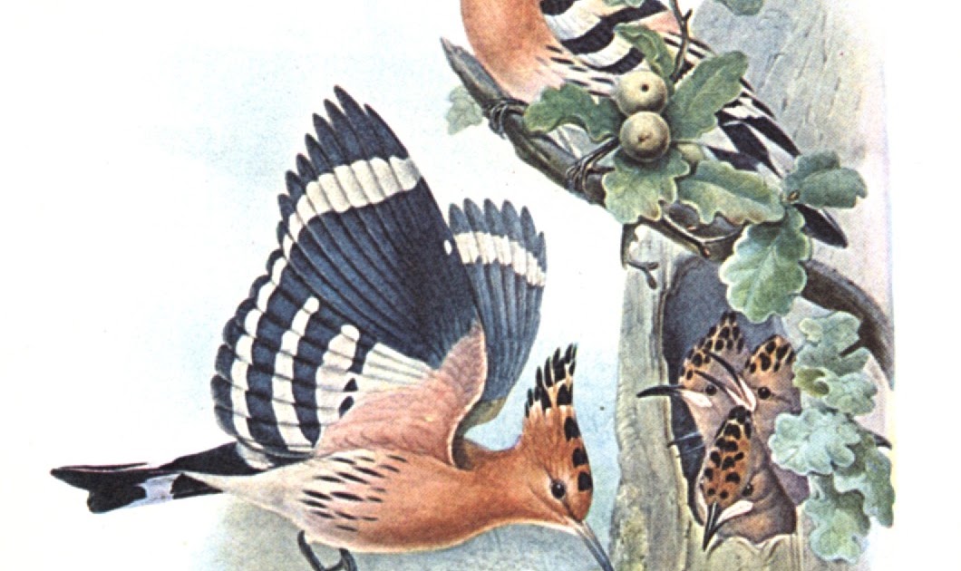 ShukerNature HOOPOE, HOOPOE WHEREFORE ART THOU, BRIGHT BUTTERFLY