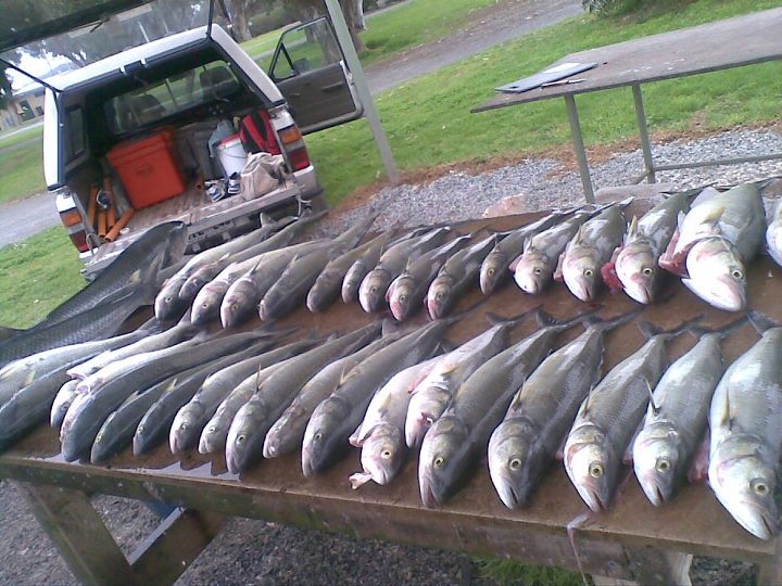 Set The Tempo Australian Salmon Fishing