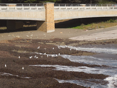 Sea Gulls Waiting for Wave, © B. Radisavljevic