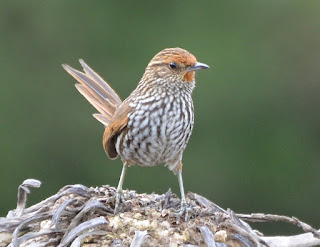 Many-Striped Canastero