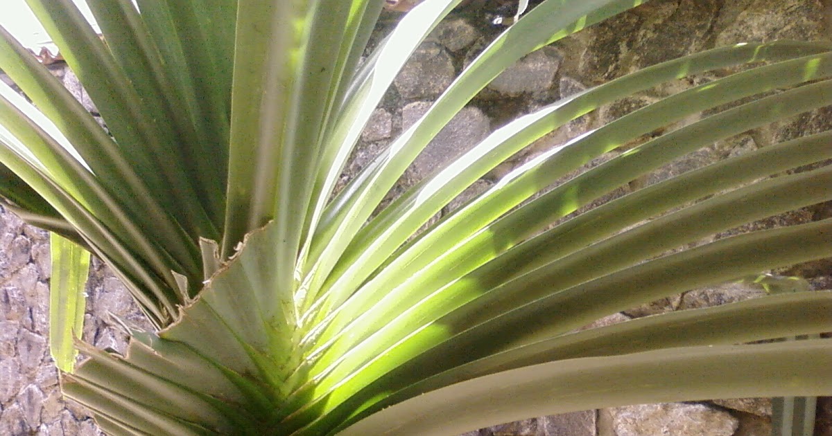 Diya Rakusa And that's why it's called the Screw Pine