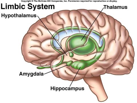 Help, I Don't Speak Limbic - Psychology Today