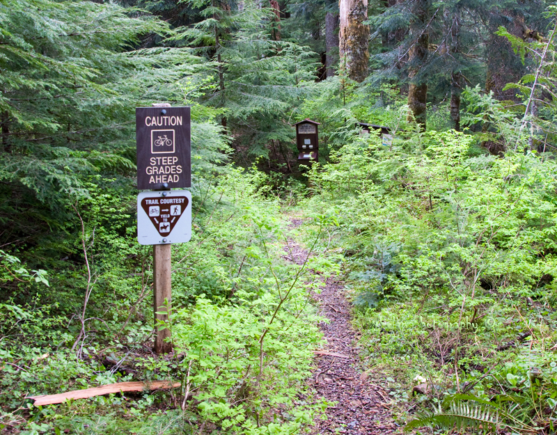 Walks with Moss West Fork Humptulips
