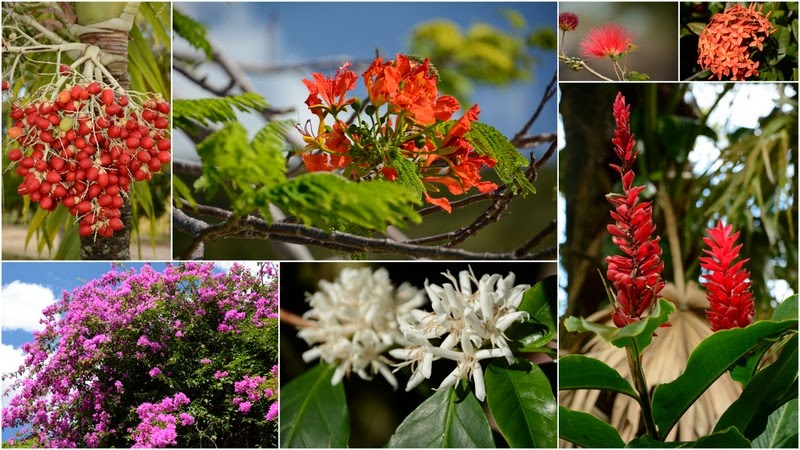 Joyeux Anniversaire Fleurs Exotiques Joyeux Anniversaire Fleurs Exotiques