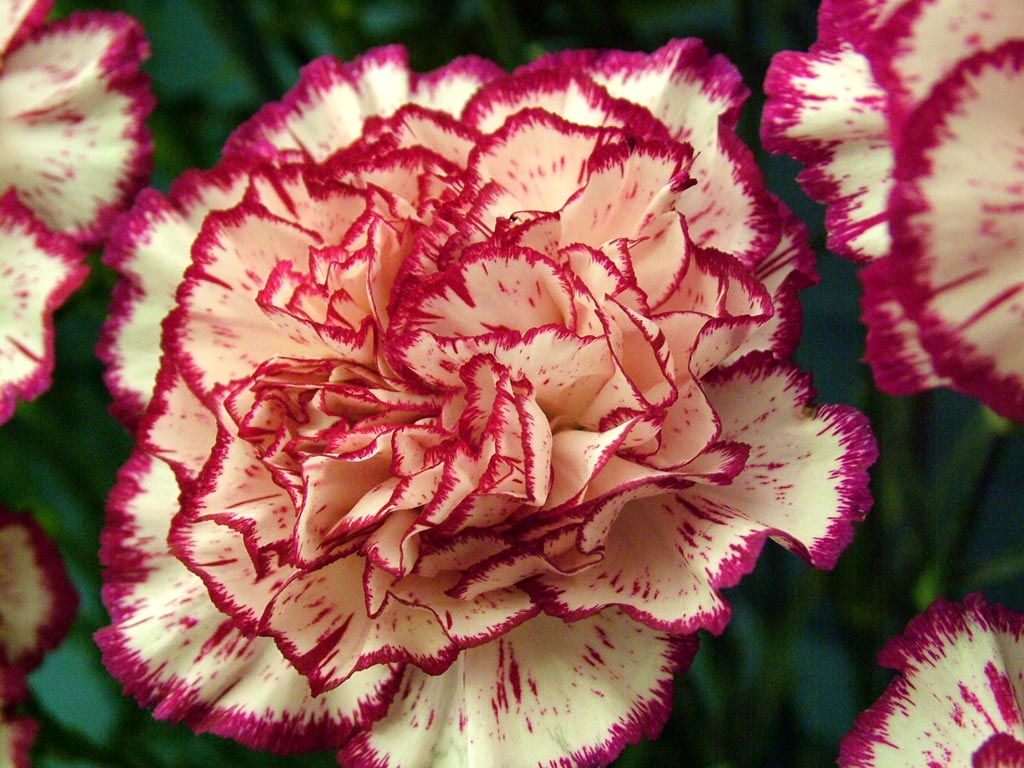 flowers for flower lovers.: Carnation flowers wallpapers.