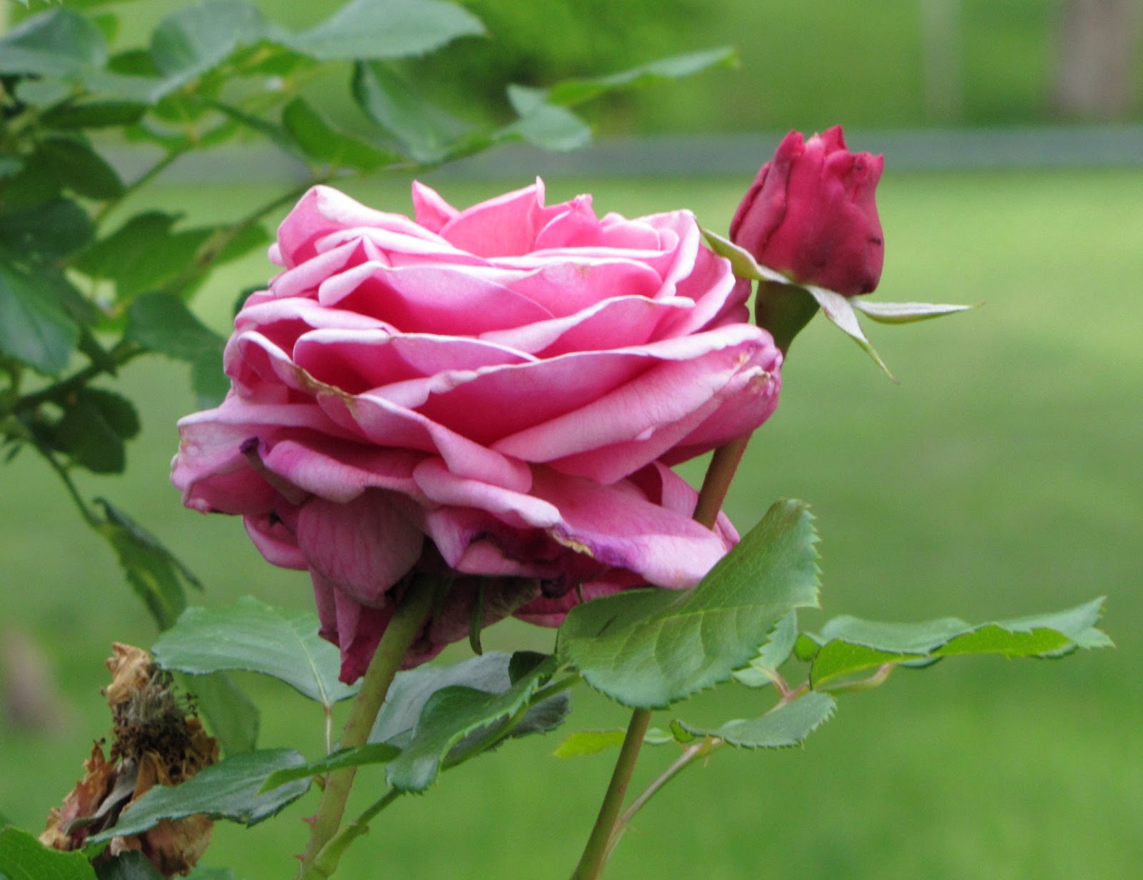 Out and About the Midwest Roses Popping in Spring!