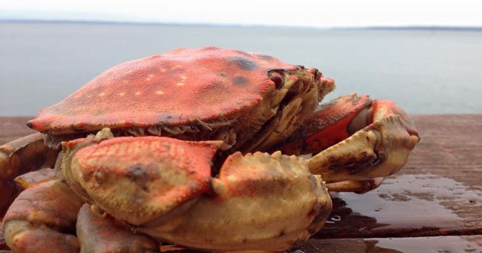 TheFatPastor Ode To Crab The Fat Oscar (Chicken, Crab, Asparagus & Hollandaise)