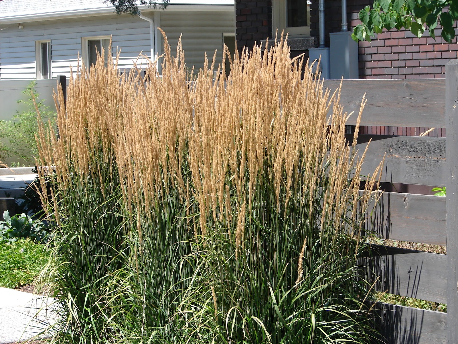 New Utah Gardener Karl Foerster Grass A Fall Favorite In Utah
