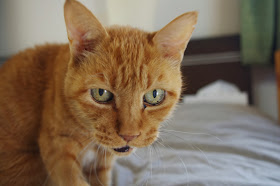 その8 老猫ケアや日頃心がけたいことを教えてください なんりひでこの猫よろず相談