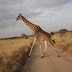 Masai Giraffe.