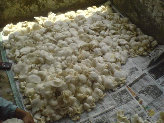 Harga jamur tiram dipasaran Bogor & Tangerang