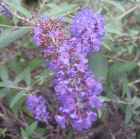 The Herb Gardener How To Grow Valerian