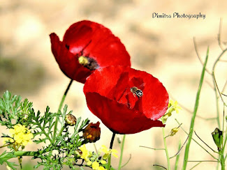 Poppies in Spring