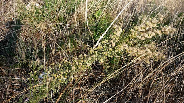 r o b i n 's y a r d Conyza sumatrensis