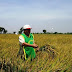 Agricultor afirma record mundial en producción de arroz