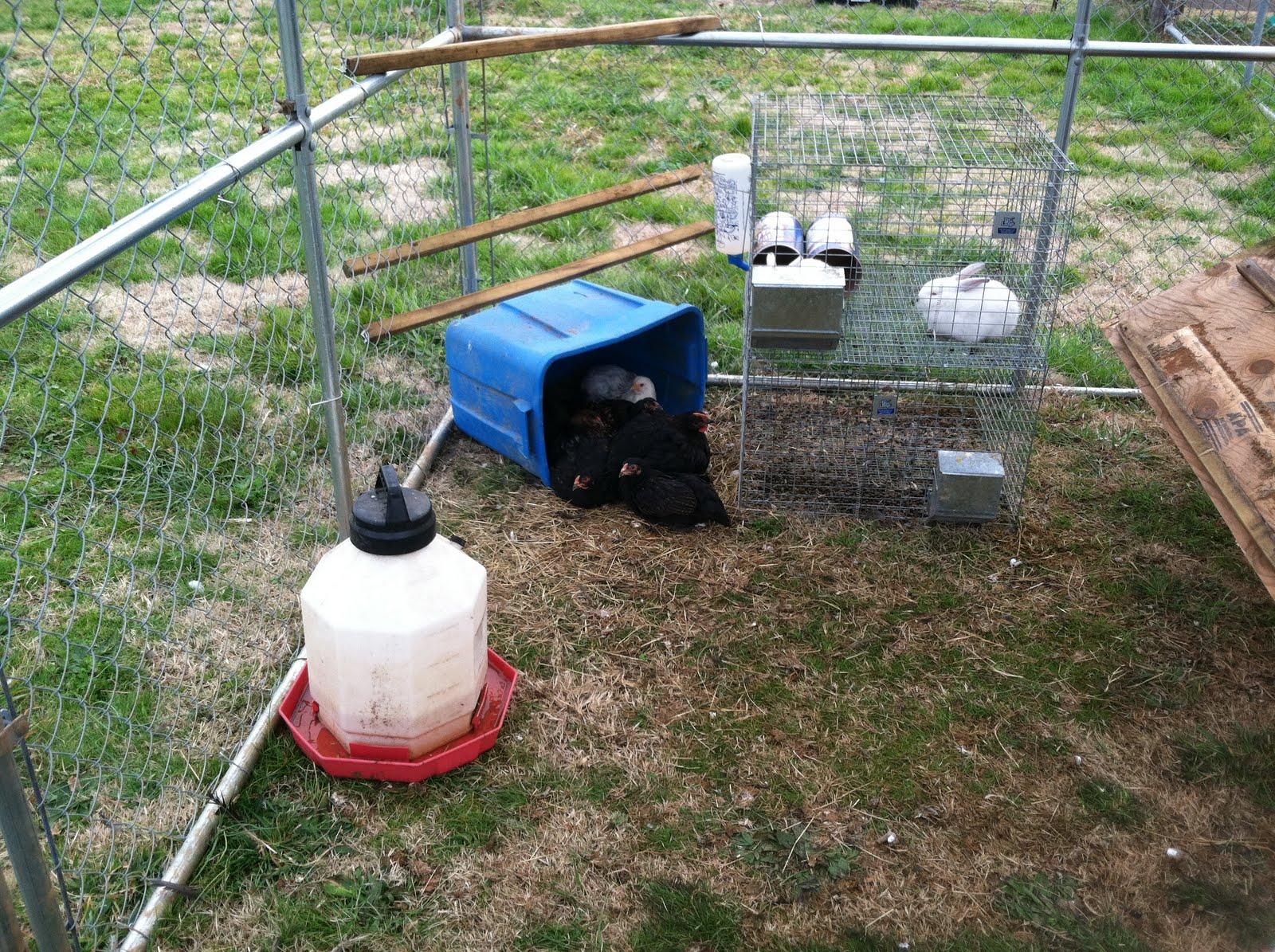 10x10 dog kennel for chickens
